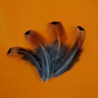 pheasant feathers